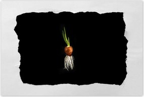 Poszterek 90x60 Hagyma gyökerekkel