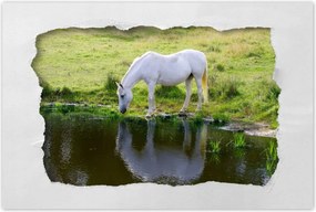 Poszterek 90x60 Fehér ló