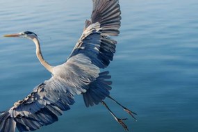 Művészeti fotózás Great Blue Heron, Michael H Spivak, (40 x 26.7 cm)