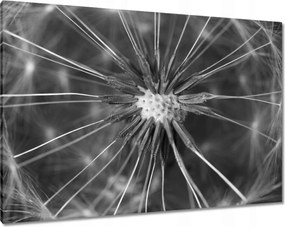 Vászonkép 100x70 Pitypang Virág Virágok