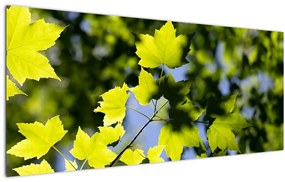 Kép - juhar levelek (120x50 cm)