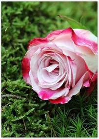 Poszterek A4 Pion Rózsa Virág Virágok Rózsa