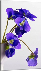 Botanika vászonkép Lila ibolya 70x120