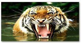 Akrilkép Ordító tigris oah-609474