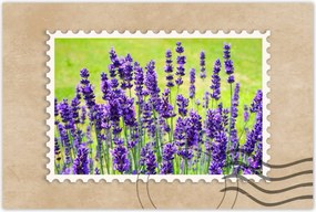 Poszterek 90x60 Levendula virágok