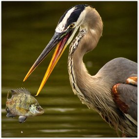 Poszterek 30x30 Kalapos madár Tájkép Kilátás