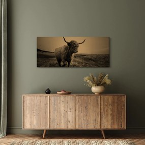 Kép - Skót tehén menekül (120x50 cm)