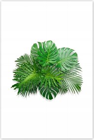 Poszterek 80x120 Monstera Lyukas levelek