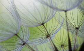 Fotótapéta Pitypang pitypang vinil 254x184 finom tavaszi motívum +ragasztó