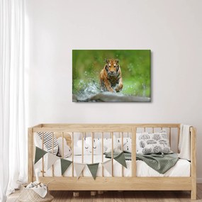 Kép - Futó tigris (90x60 cm)