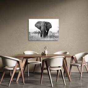 Üveg kép - Afrikai elefánt II. (70x50 cm)