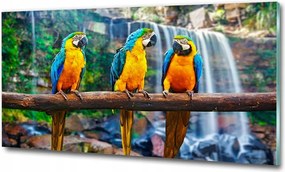 Fotó-üvegkép Papagájok az ágon 100x70