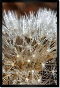 Poszterek keretben 40x60 Pitypang Virág Virágok