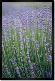 Poszterek keretben 40x60 Levendula világ