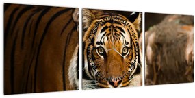 Tigris képe (órával) (90x30 cm)
