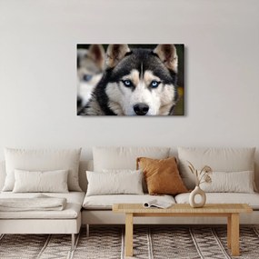 Husky kutya kép (90x60 cm)