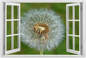 Poszterek 60x40 Pitypang VirĂĄg VirĂĄgok