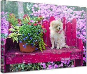 Vászonkép 40x30 Kutya Kutyák