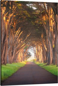 Vászonkép Út a fák között Természet 80x120 cm