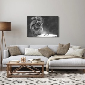 Kép - Mókus télen (90x60 cm)