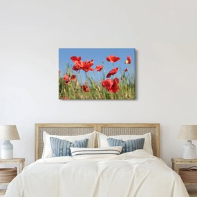 Kép - Pipacsok (90x60 cm)