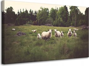 Vászonkép Természet Bárányok a legelőn 100x60