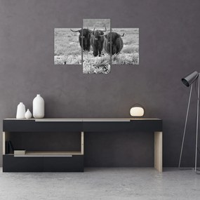 Kép - Skót tehenek (90x60 cm)