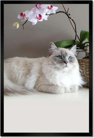 Poszterek keretben 40x60 Ragdoll macska