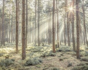 Poszter 50x40cm Ködös erdő napsugarakkal, Assaf Frank