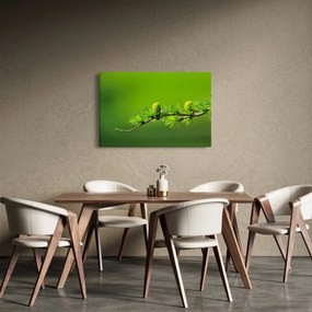 Zöld fenyőtoboz képe (90x60 cm)