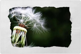 Poszterek 60x40 Pitypang Virág Virágok