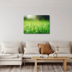 Kép - harmatos fű (üvegen) (70x50 cm)