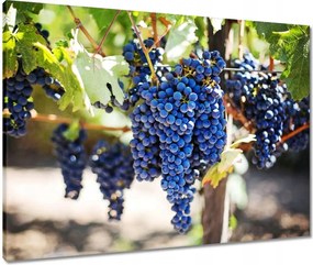 Vászonkép 80x60 Bor Szőlő Szőlőbirtok