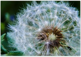 Poszterek 100x70 Pitypang VirĂĄg VirĂĄgok