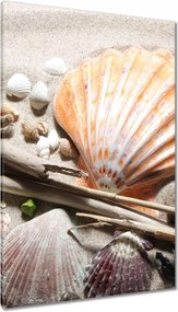 Vászonkép 80x120 Kagylók a balti tengerpartról