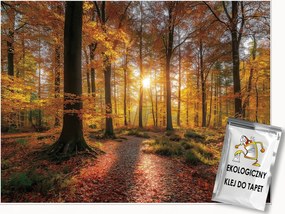 Fotótapéta Erdő Fák Természet Hálószoba Nappali Tapéta Flizelina 300x210