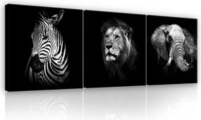 Vászonkép 75x25 Vad természet állatok Afrika fekete fehér kontraszt erő zebra