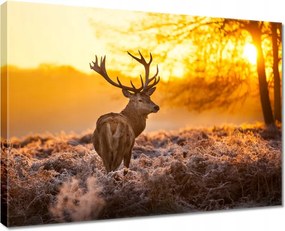 Vászonkép 80x60 Szarvas naplementekor