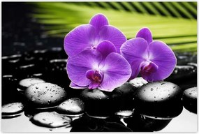 Poszterek 120x80 Lila orchideák