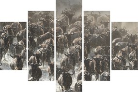 Kép - Gnúcsorda (150x105 cm)
