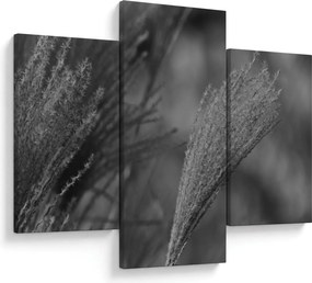 Kép - Szárított pampafű (90x60 cm)