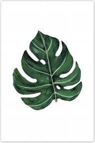 Poszterek 80x120 Monstera Zöld levél