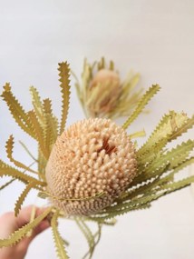 Banksia Hookerana Természetes, egzotikus szárított virág, szárított virágok vázába