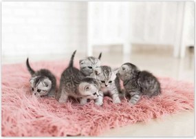 Fotótapéták 208x146 Cica Cicák