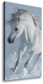Vászonkép Fehér ló galopp ocv-118288885