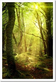 Poszterek keretben 40x60 Varázslatos erdő Tájkép