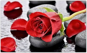 Fotótapéták 520x318 Vörös rózsa Neki