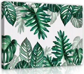 Vászonkép 80x60 Trópusi levelek zöld Monstera botanika természet frissesség