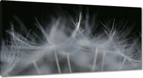 Vászonkép 115x55 Pitypang Virág Virágok