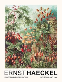 Festmény reprodukció Muscinae–Laubmoose / Rainforest Plants (Vintage Academia) - Ernst Haeckel, (30 x 40 cm)